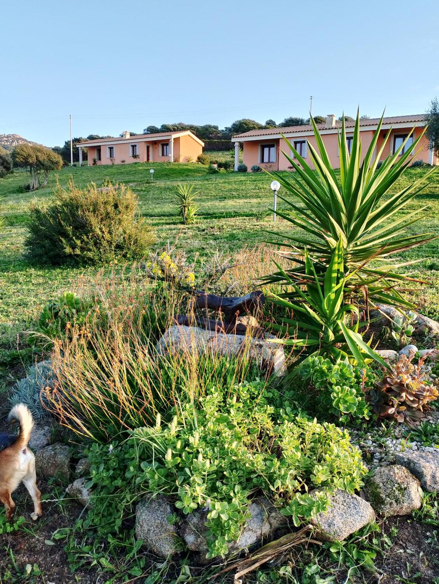 Agriturismo Gli Olivastri Aglientu Esterno foto