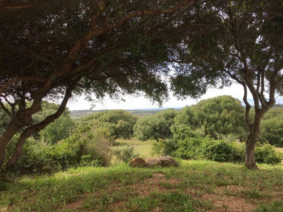 Agriturismo Gli Olivastri Aglientu Esterno foto