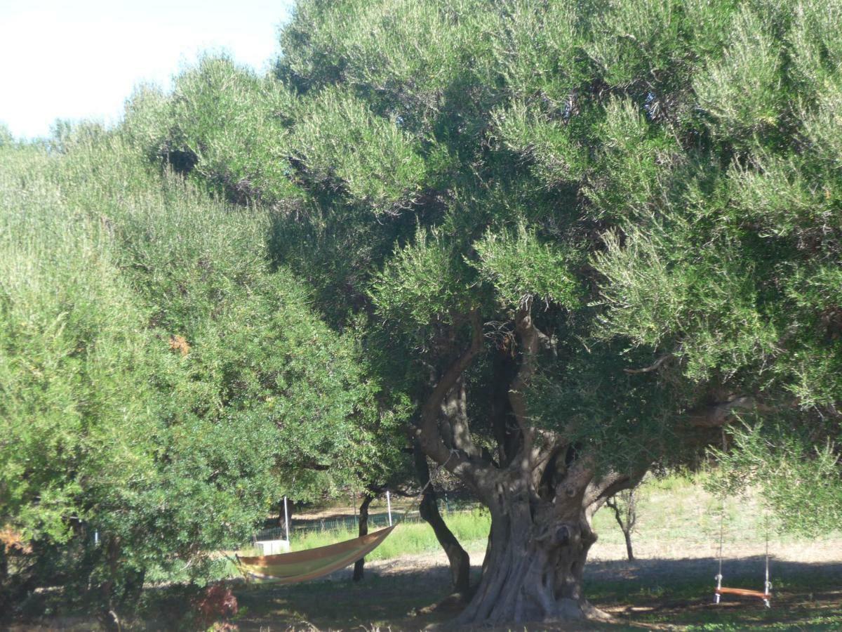 Agriturismo Gli Olivastri Aglientu Esterno foto
