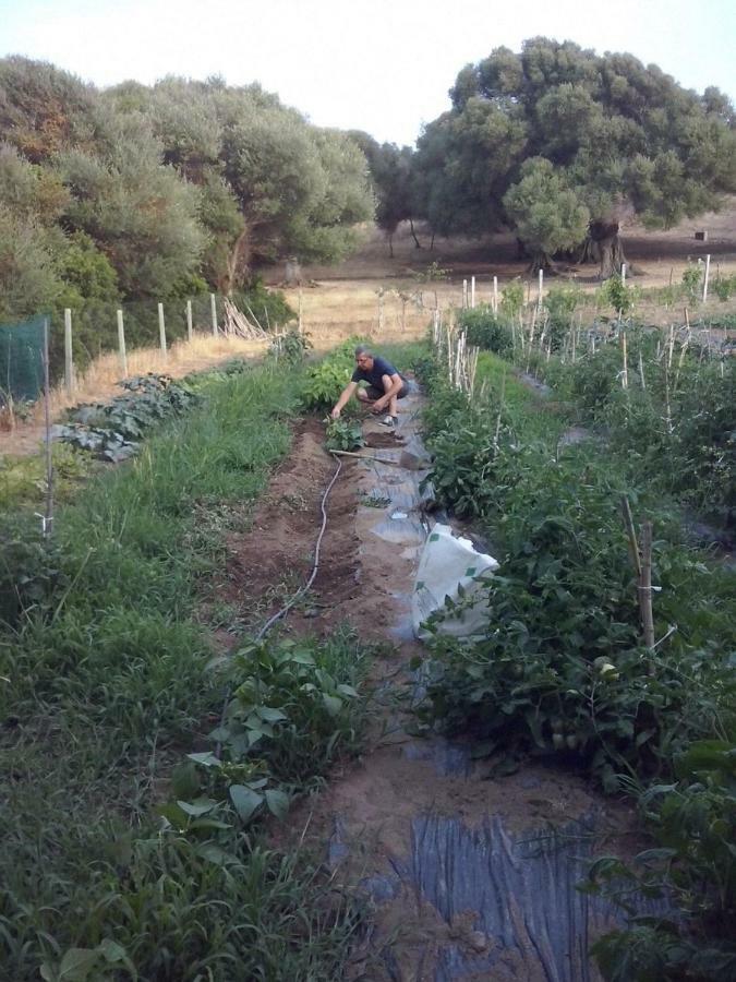 Agriturismo Gli Olivastri Aglientu Esterno foto